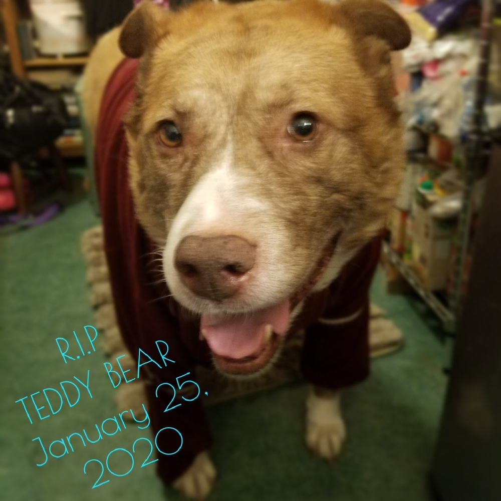 R. I. P.  Teddy Bear